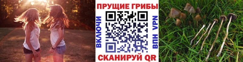Купить  Ардатов  Псилоцибиновые грибы MAGIC MUSHROOMS 